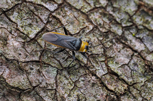 Scopiastes observed 2026-04-07