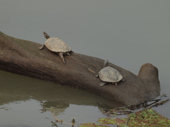 Pangshura sylhetensis