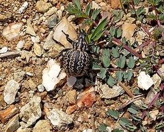 Brachycerus sinuatus