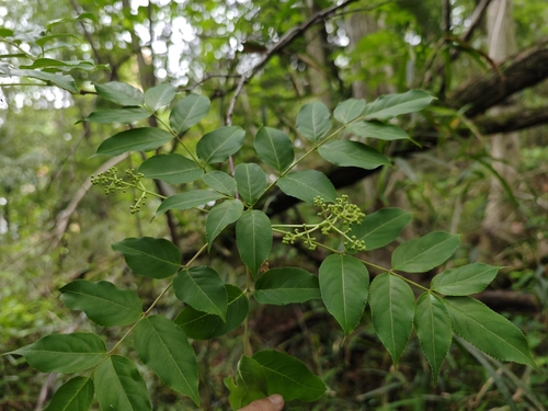 Staphylea japonica, photograph 5