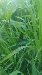 Calopteryx syriaca