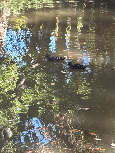iNaturalist image
