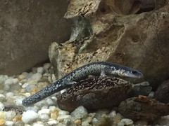 Plethodon albagula