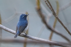 Ficedula superciliaris