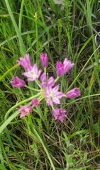 Amerallium