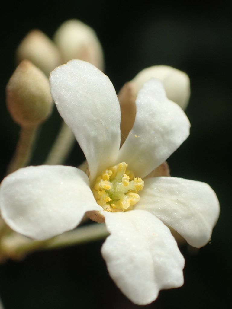 candlenut tree (Logan nonlocal native plants that have spread to