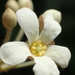Candlenut - Photo no rights reserved, uploaded by 葉子