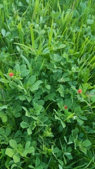 Lotus tetragonolobus