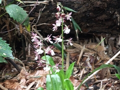Calanthe discolor, photograph (c) WATANABE Hitoshi 渡辺仁, some rights reserved (CC BY)