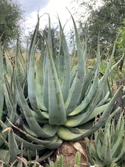 Aloe globuligemma
