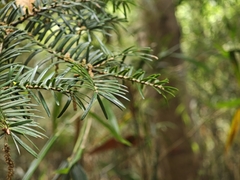 Abies firma, photograph (c) WATANABE Hitoshi 渡辺仁, some rights reserved (CC BY)