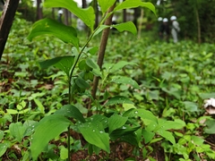 Polygonatum involucratum, photograph (c) WATANABE Hitoshi 渡辺仁, some rights reserved (CC BY)