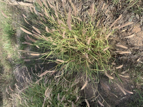 buffelgrass