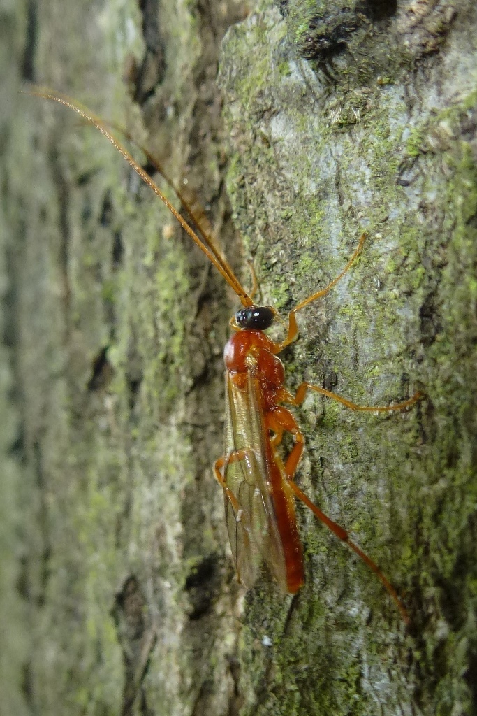 Euryproctini
