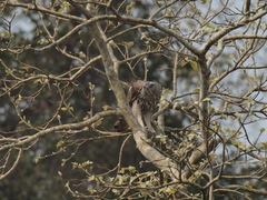 Nisaetus cirrhatus limnaeetus