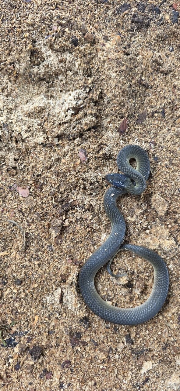 Tornier's Cat Snake photo 3