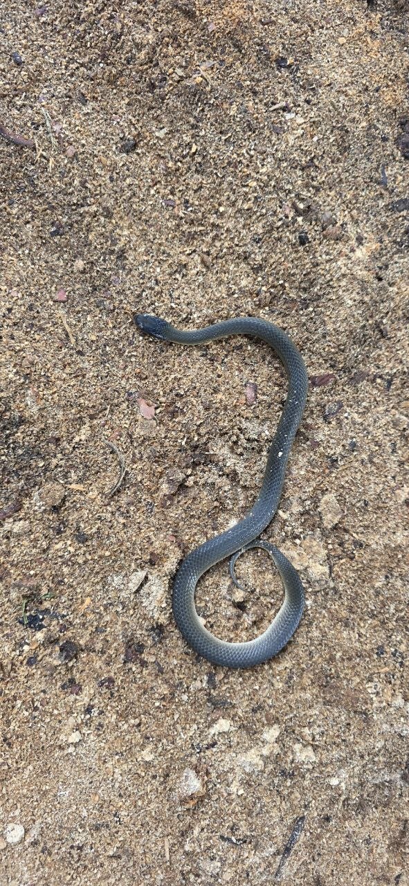Tornier's Cat Snake photo 4