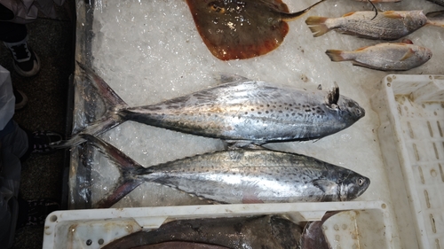 Korean seerfish (Scomberomorus koreanus) — Scombridae — 3