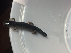 Plethodon albagula