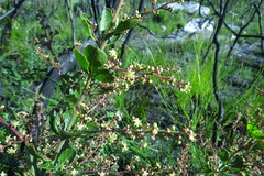 Searsia cuneifolia