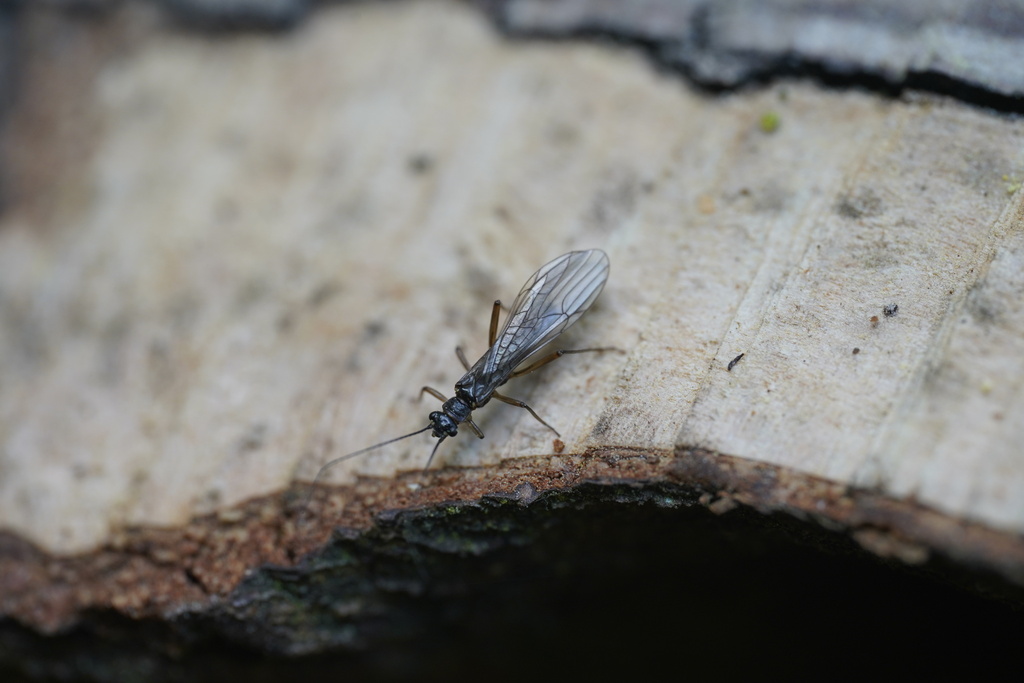 Small Spring Brown
