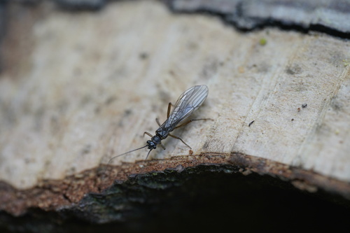 Small Spring Brown