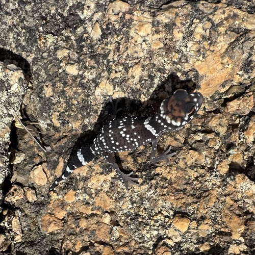 Thick-tailed Barking Gecko