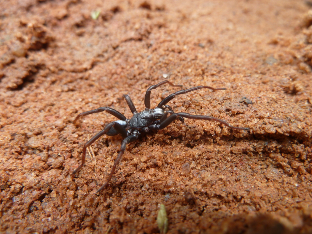 Acontius