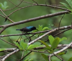 Cinnyris lotenius