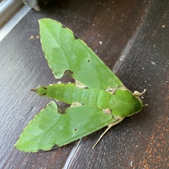 Euchloron megaera