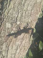 Anolis sagrei