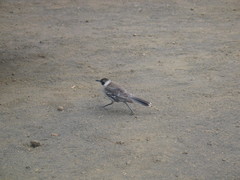 Mimus parvulus parvulus