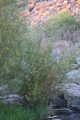 Salix mucronata mucronata