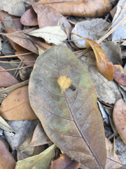 Druon quercuslanigerum