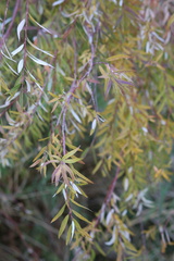 Salix mucronata mucronata