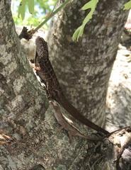Anolis sagrei