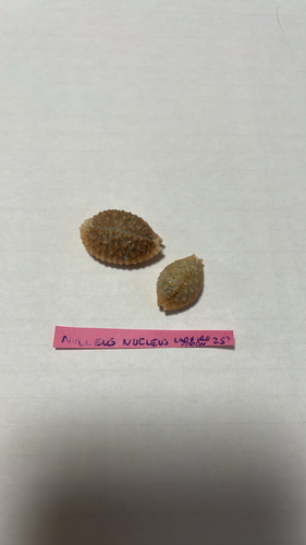 Cypraea nucleus observed 2026-04-30