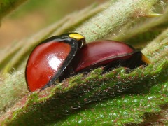Mononeda ostrina
