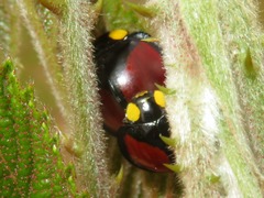 Mononeda ostrina