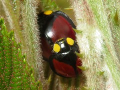 Mononeda ostrina