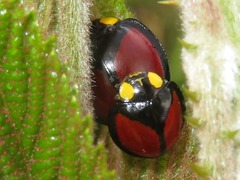 Mononeda ostrina