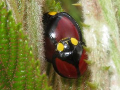 Mononeda ostrina