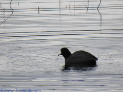 Fulica americana americana