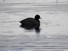 Fulica americana americana