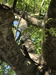 Anolis sagrei