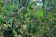 Searsia cuneifolia