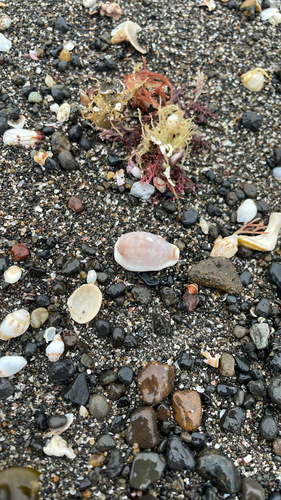 Cypraea boivinii, 2026-04-30
