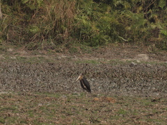 Leptoptilos javanicus