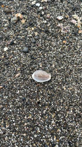 Cypraea boivinii, 2026-04-30