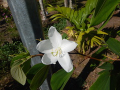 Bauhinia acuminata